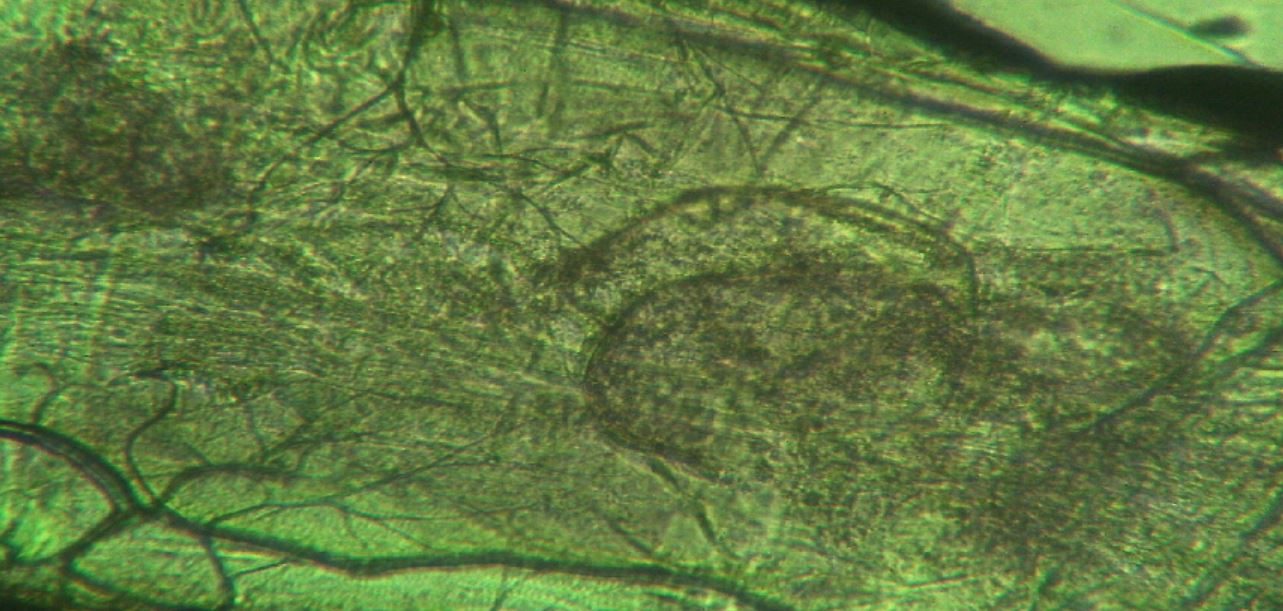 chironomus